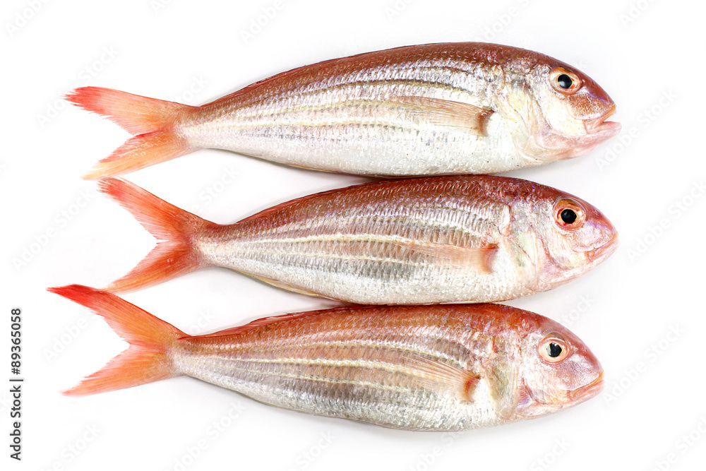 Ornate Threadfin Bream,on white background. Ornate Threadfin Bream,on white background.