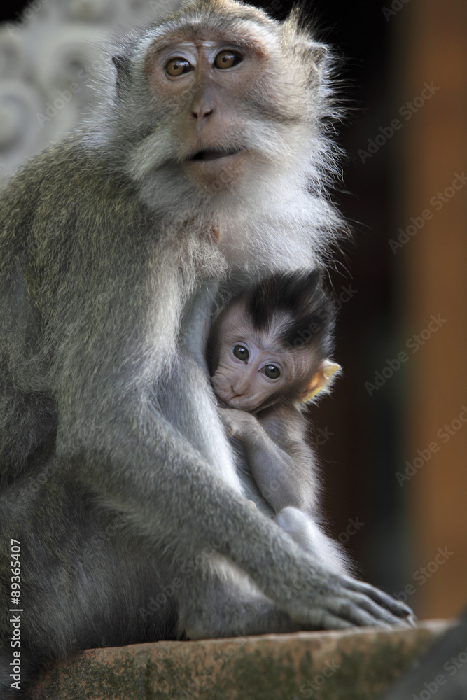 Junger Javaneraffe bei der Mutter