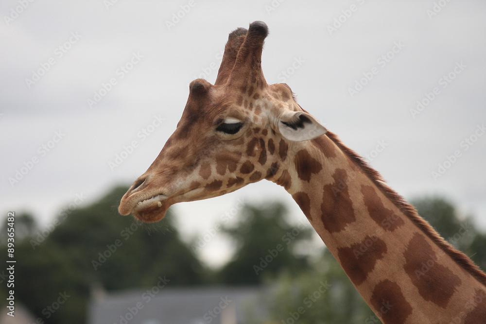 girafes