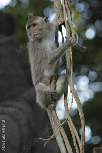 Javaneraffe sitzt im Baum photo