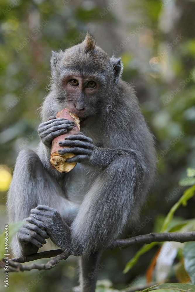 Fototapeta premium Javaneraffe bei der Nahrungsaufnahme