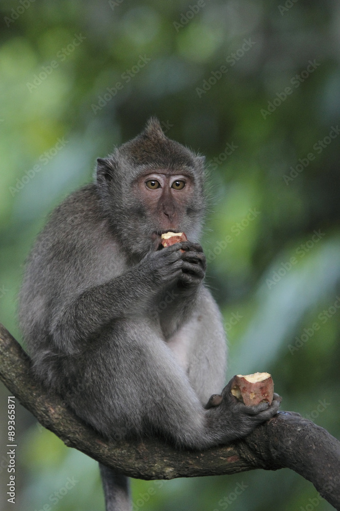 Javaneraffe bei der Nahrungsaufnahme Javaneraffe bei der Nahrungsaufnahme