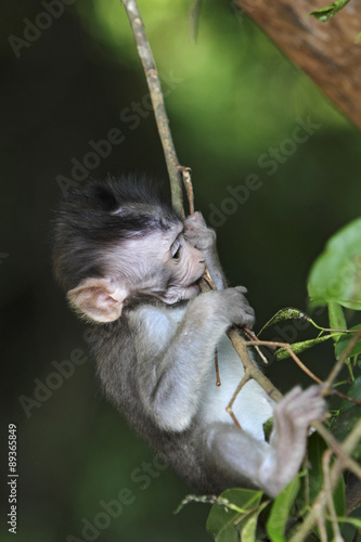 Junger Javaneraffe klettert im Baum photo