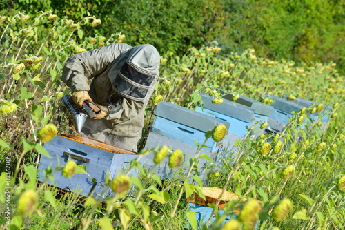 Bee Keeper Working with Bee Hives in a sunflower field.