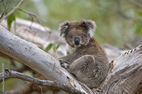 Koala sitzt im Baum