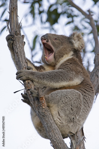 Fototapeta Naklejka Na Ścianę i Meble -  Koala gähnt