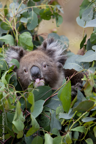 Canvas Print Koala ist Eukalyptusblätter