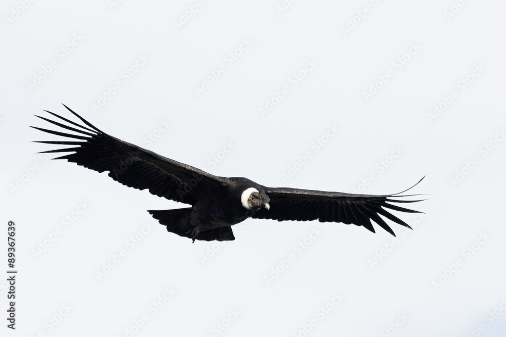 Andenkondor im Flug Andenkondor im Flug