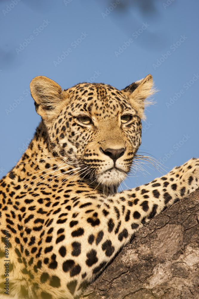 Naklejka premium Leopard hält nach Beute Ausschau