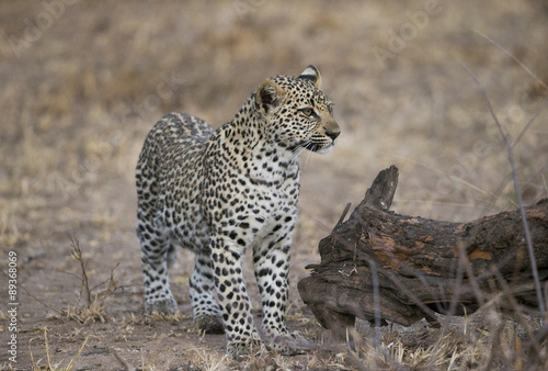 Leopardin wittert Beute