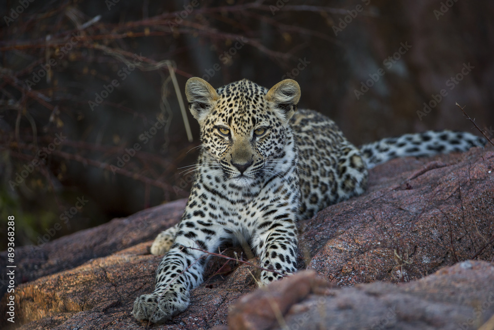 Junger Leopard ruht sich aus Junger Leopard ruht sich aus