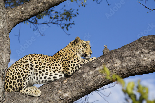 Leopard auf einem Baum