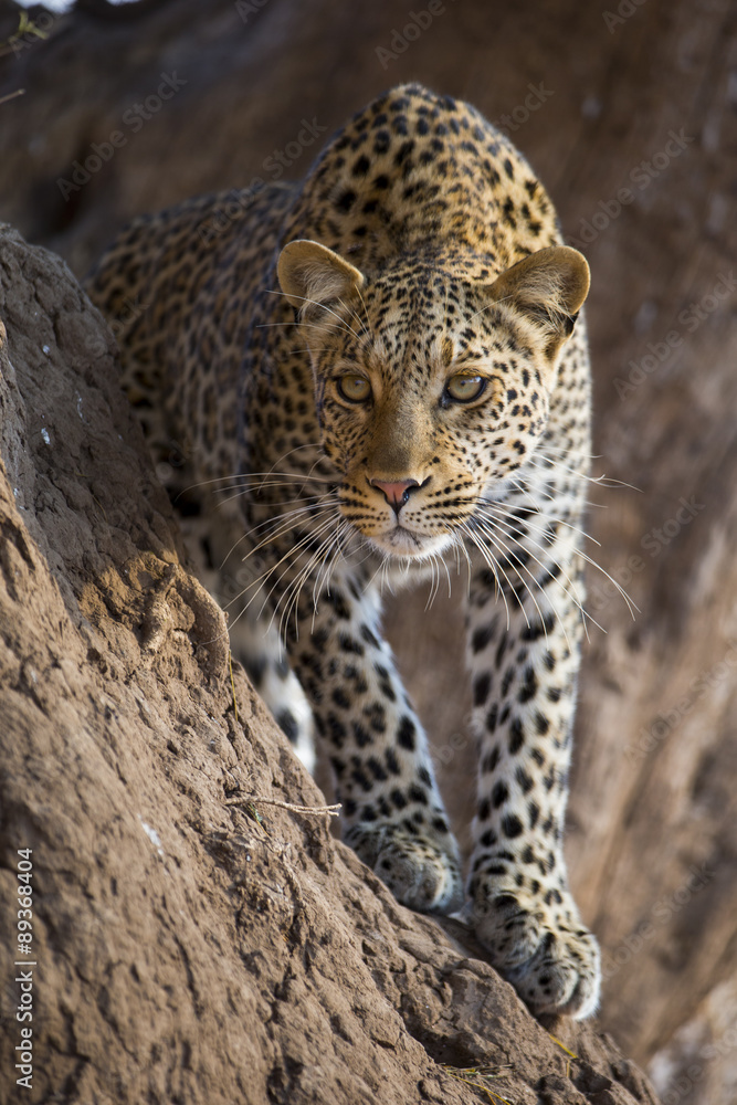 Fototapeta premium Leopard auf der Jagd