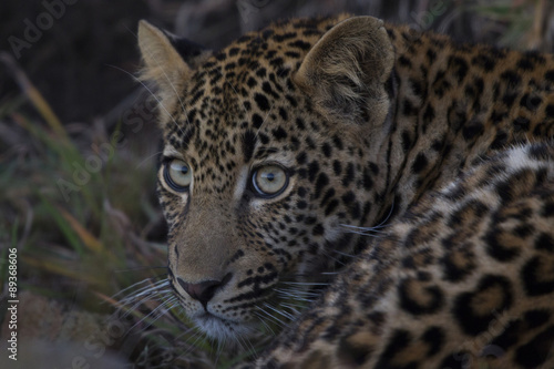 Junger Leopard ruht sich aus