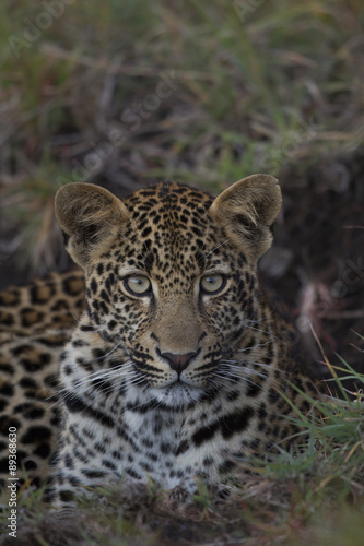 Junger Leopard ruht sich aus