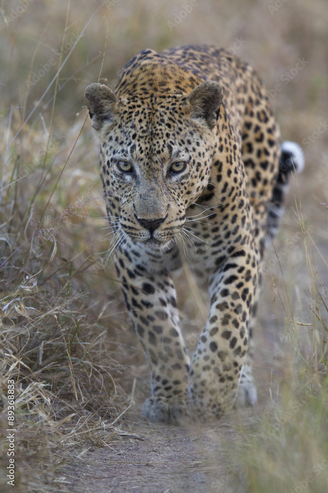 Leopard auf Beutezug Leopard auf Beutezug