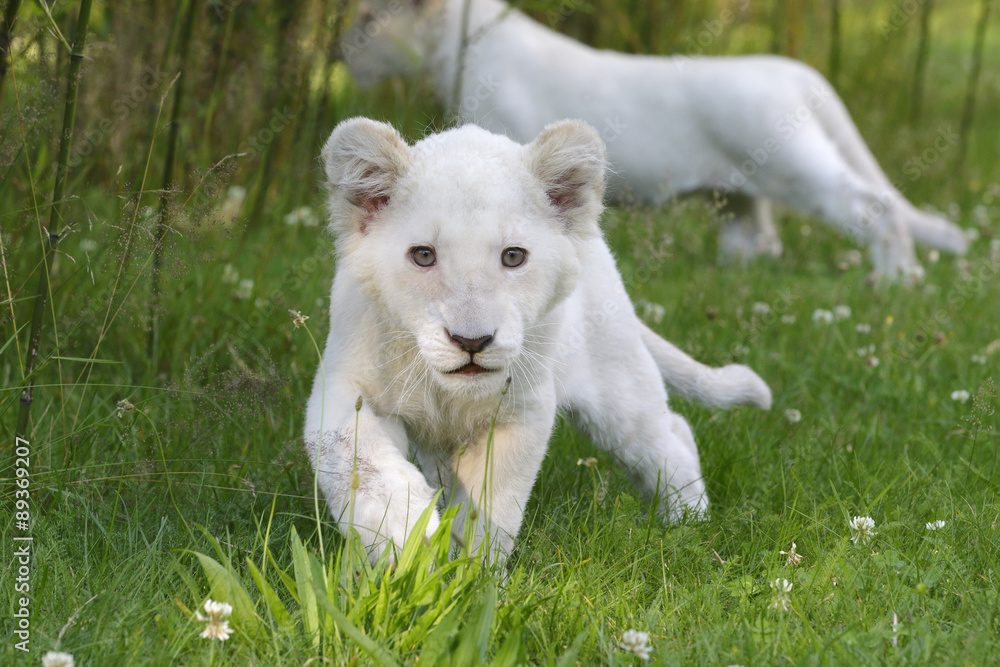 Junger weißer Löwe pirscht sich an