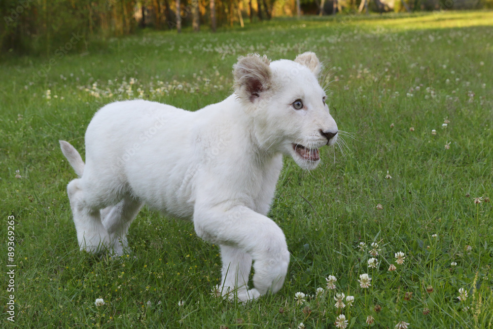 Obraz premium Junger weißer Löwe faucht