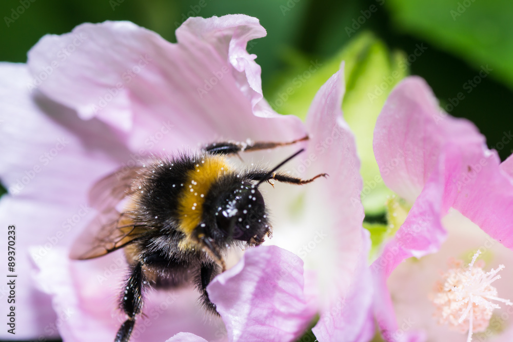 bumblebee bumblebee