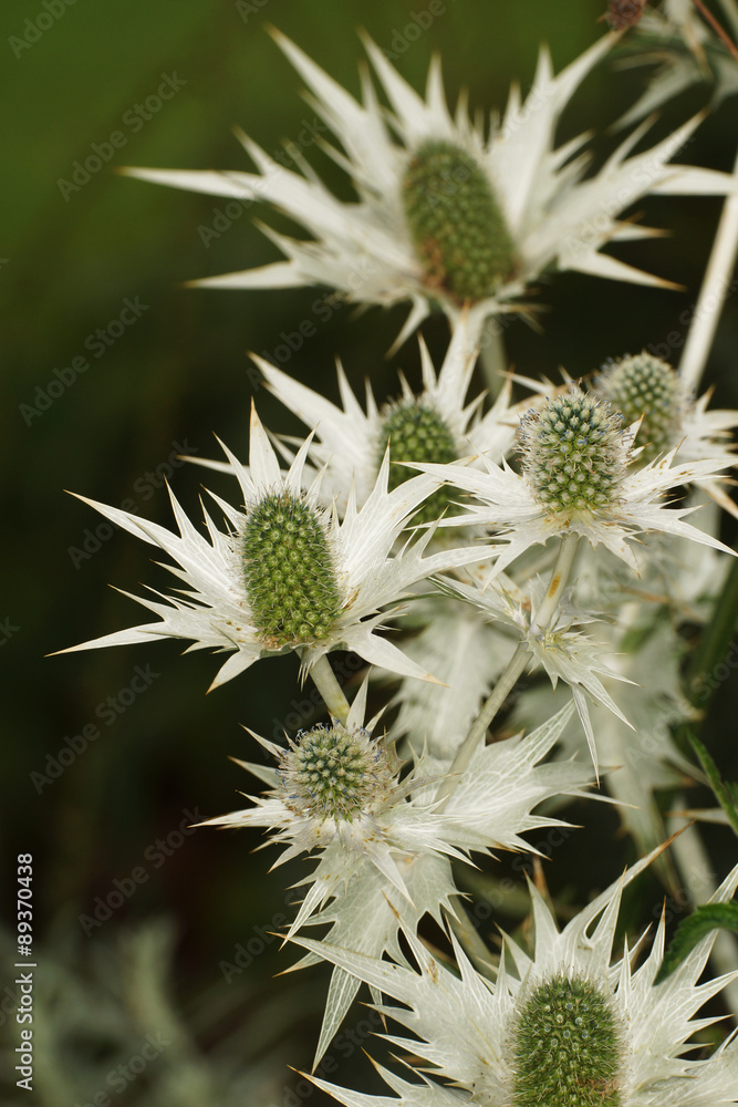 Alpine Sea Holly, queen of the Alps, alpine eryngo, Eryngium alpinum Alpine Sea Holly, queen of the Alps, alpine eryngo, Eryngium alpinum