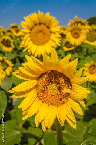 Fototapeta Naklejka Na Ścianę i Meble -  riesige Sonnenblumen im Kontrast zum strahlend blauen Himmel