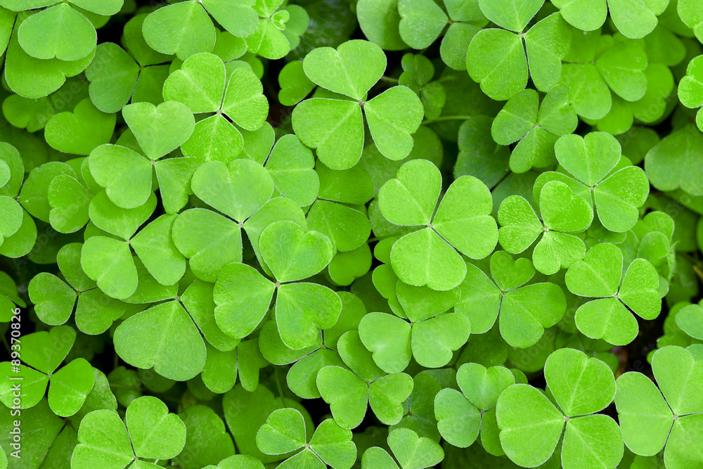 clover clover
