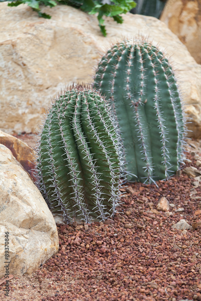 Cactus on the rocks Cactus on the rocks