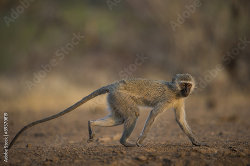 Grüne Meerkatze springt davon photo