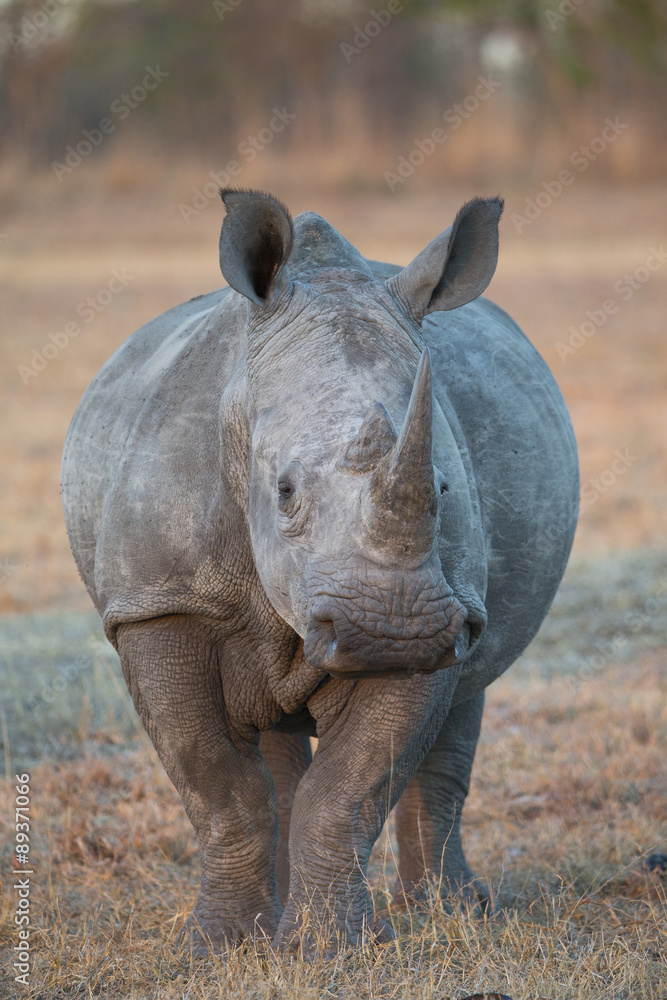 Obraz premium Breitmaulnashorn Porträt