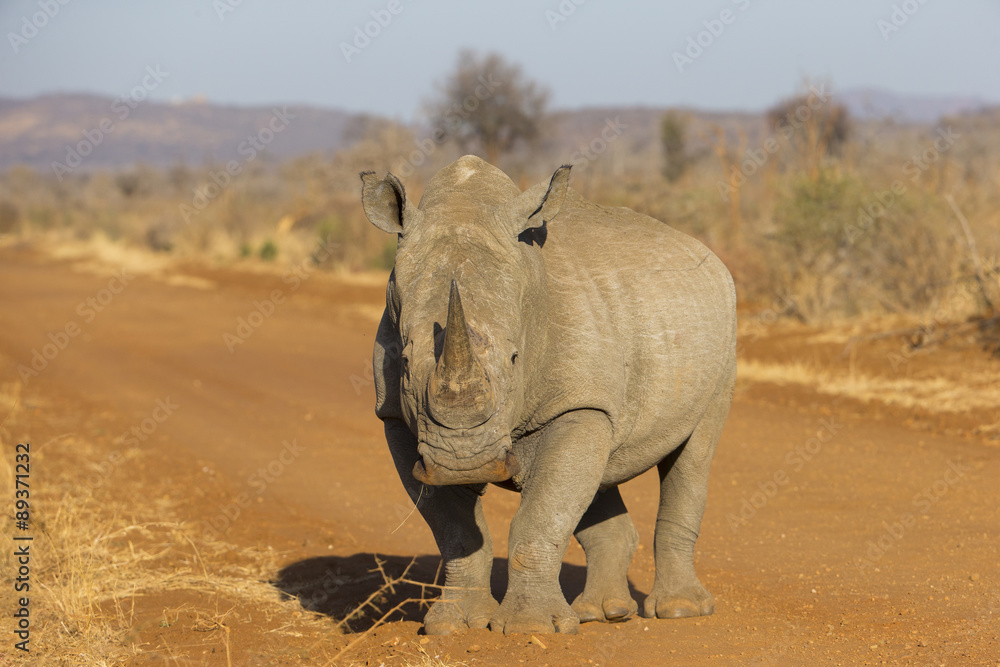 Fototapeta premium Breitmaulnashorn auf einem Sandweg