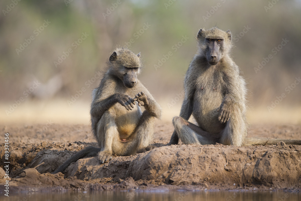 Paviane sitzen am Wasserloch