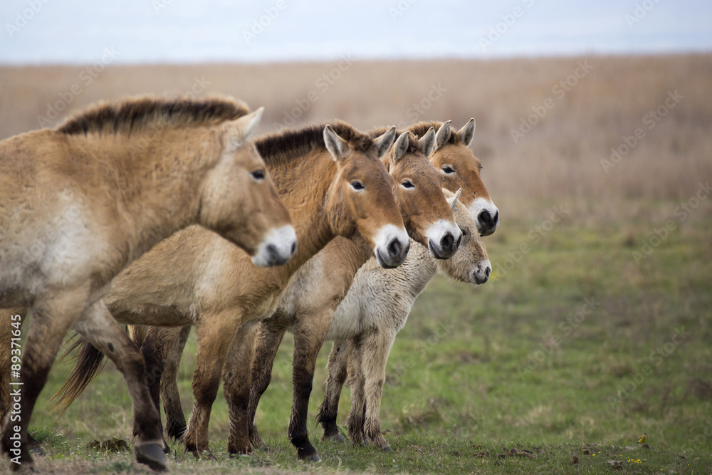 Herde von Przewalski-Pferden