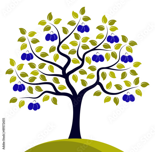 plum tree