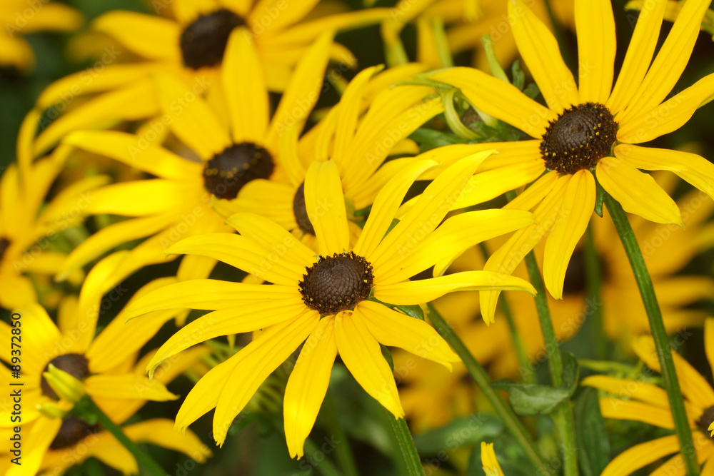 Fototapeta premium Black-eyed Susan, Rudbeckia hirta