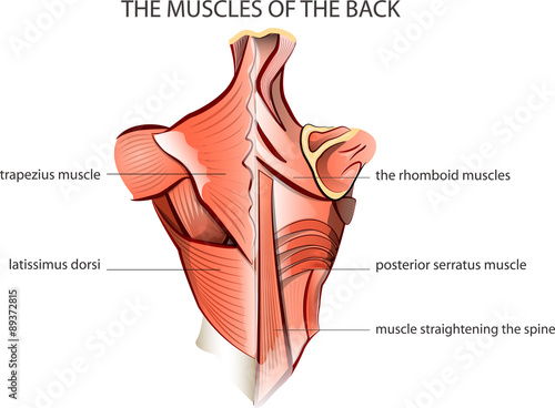 Obraz na plátně muscules of the back