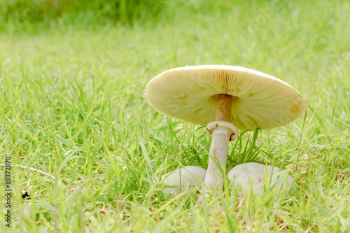 mushrooms grow in nature.