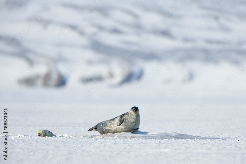 Obraz premium Ringelrobbe mit Robbenbaby