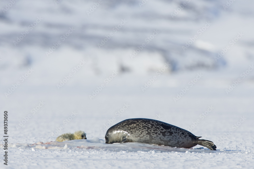 Obraz premium Ringelrobbe mit Robbenbaby