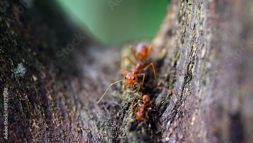 close-up face of ant on the trees © mamong