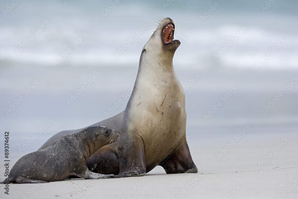 Naklejka premium Seelöwe brüllt