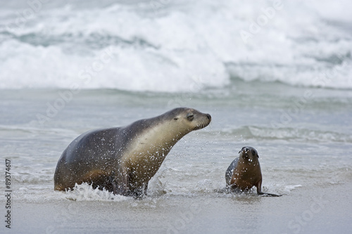 Junger Seelöwe mit Muttertier © aussieanouk