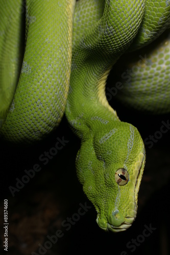 Morelia viridis photo