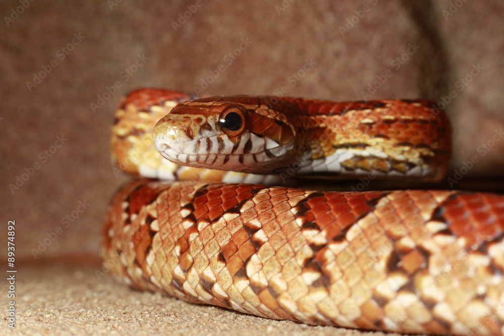 Kornnatter (Pantherophis guttatus) Kornnatter (Pantherophis guttatus)