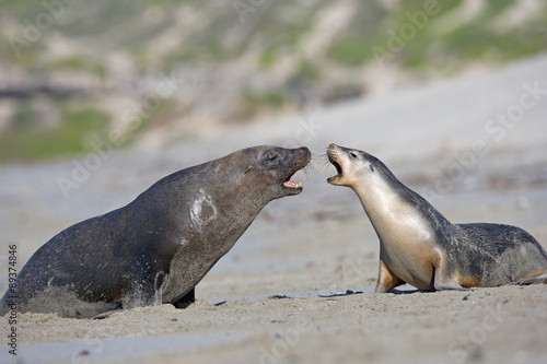Männlicher Seelöwe Jagd ein Weibchen © aussieanouk