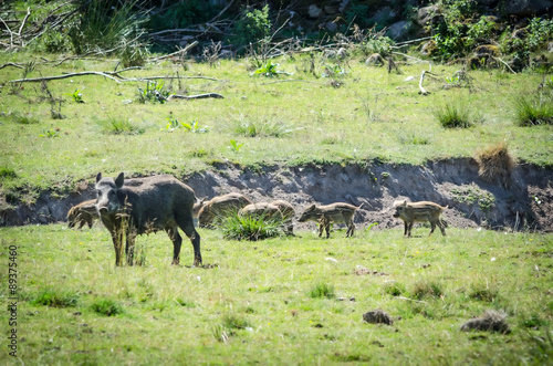 Wallpaper Mural Wild boar mother protecting children Torontodigital.ca