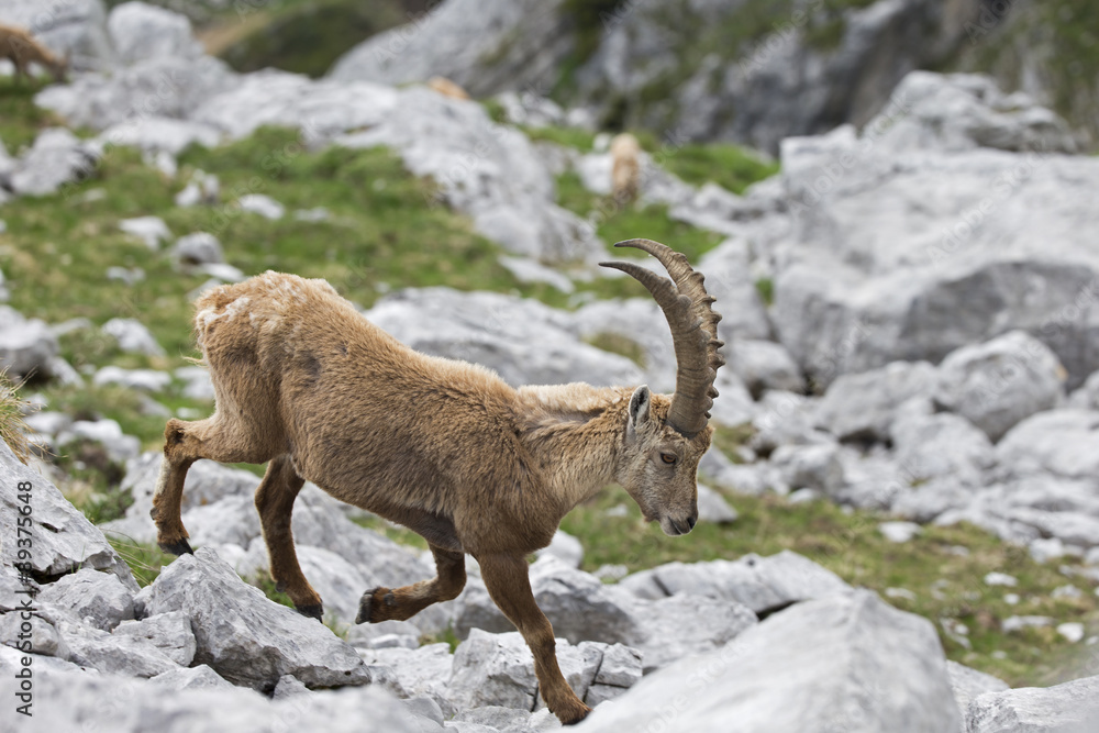 Alpensteinbock klettert über die Felsen Alpensteinbock klettert über die Felsen