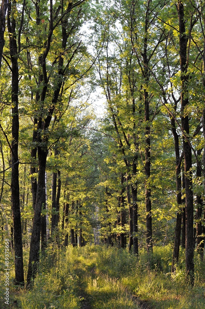 Tall young green trees in summer morning light