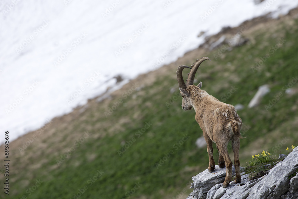 Alpensteinbock an der Felskante Alpensteinbock an der Felskante