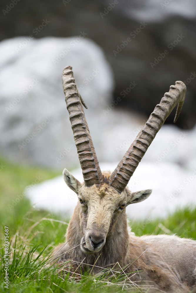 Alpensteinbock ruht sich aus Alpensteinbock ruht sich aus