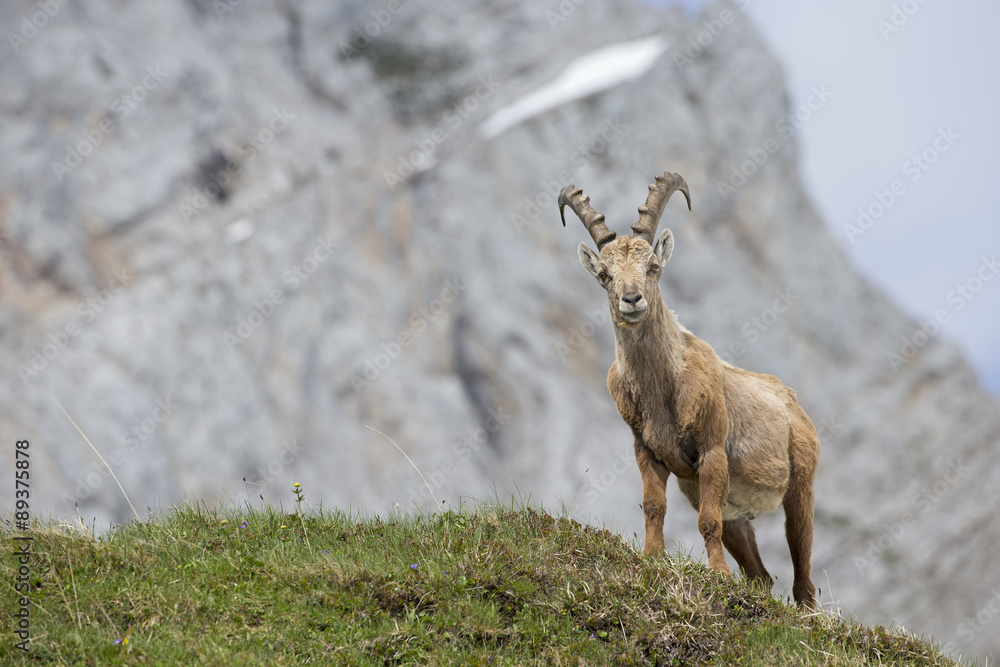 Alpensteinbock hält Ausschau nach Artgenossen Alpensteinbock hält Ausschau nach Artgenossen